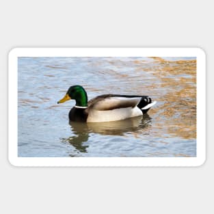 A Male Mallard Duck Swimming Sticker